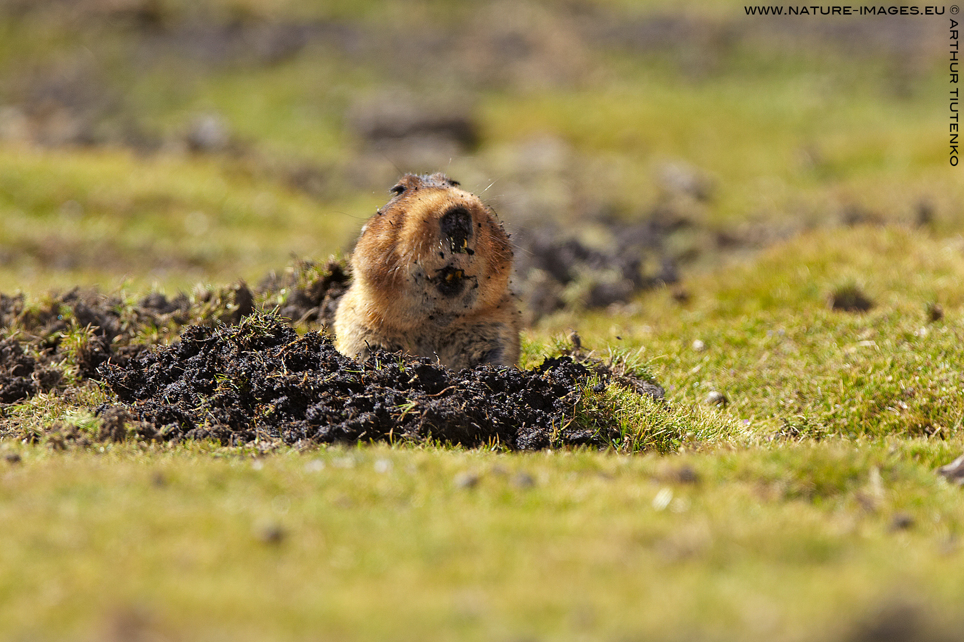 Big headed mole rat Alchetron, The Free Social Encyclopedia