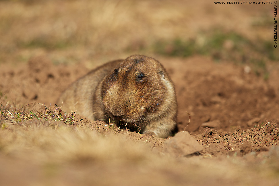 Opiniones de Tachyoryctes macrocephalus