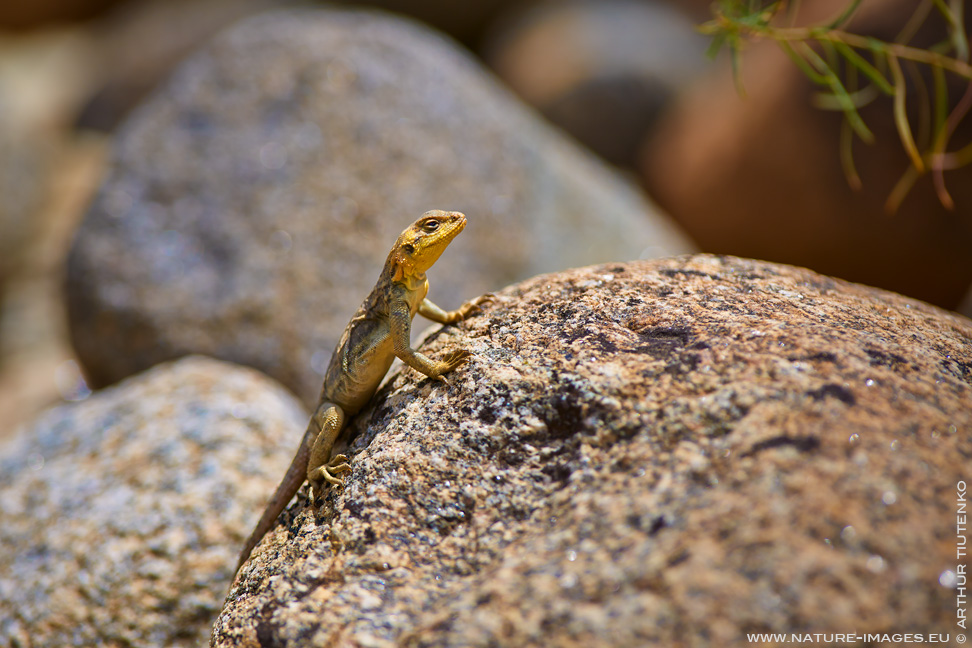 Kimber tranny jerks off
